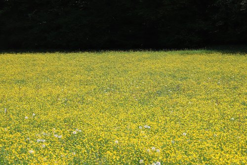 meadow  wide  landscape