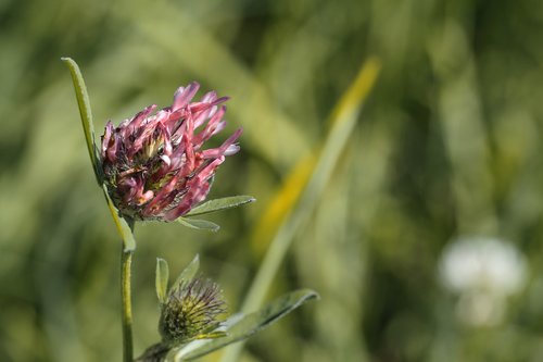 meadow  nature  landscape