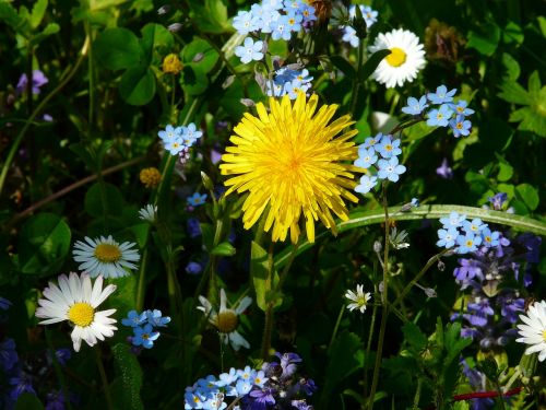 meadow dandelion wildflowers