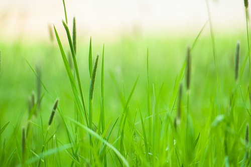 meadow  grass  nature