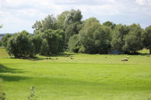 meadow  trees  summer