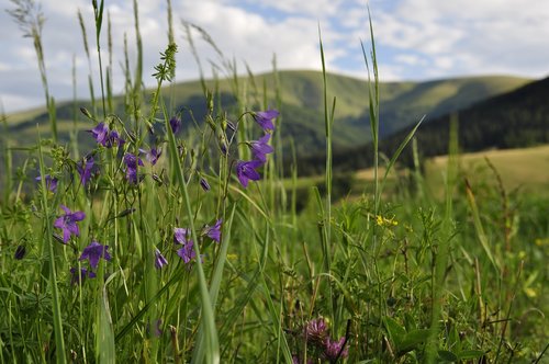 meadow  the carpathians  field