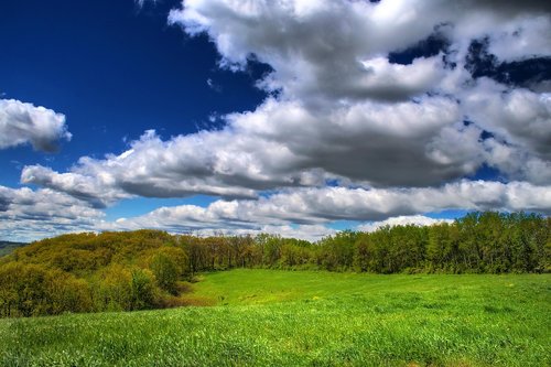 meadow  nature  landscape