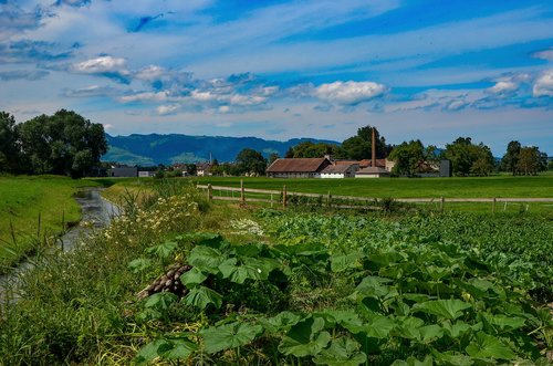 meadow  bach  landscape