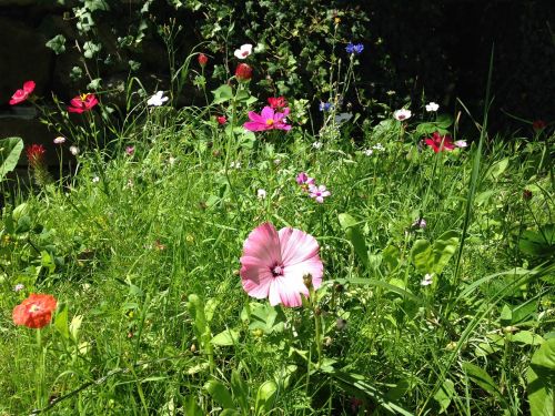 meadow flowers summer