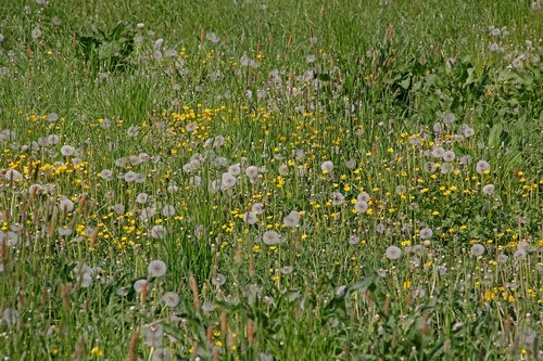 meadow  dandelion  green