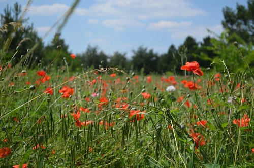 meadow  spring  flower