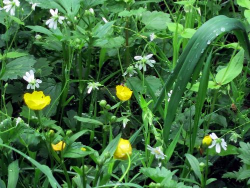 meadow green grass