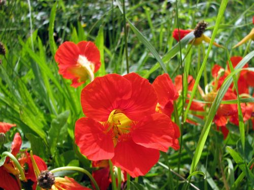 meadow red flowers