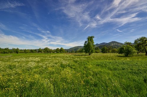 meadow  nature  landscape