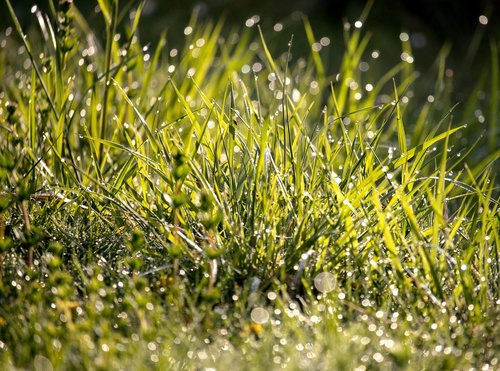 meadow  grass  dewdrop