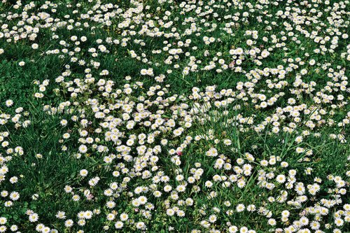 meadow  nature  landscape