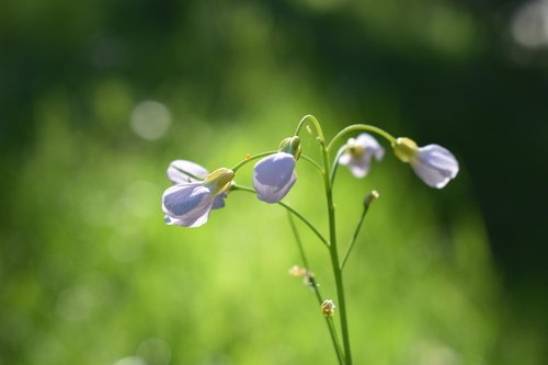 meadow  spring  plant