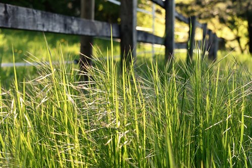 meadow  wild  spring