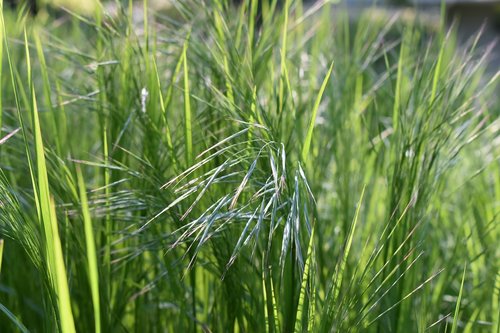 meadow  wild  spring