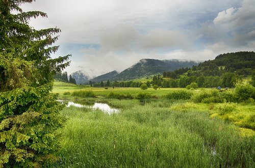 meadow  wetland  swamp