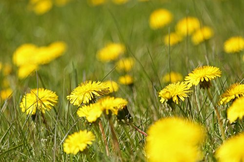 meadow  dandelion  nature