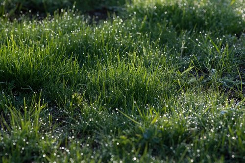 meadow  grass  green