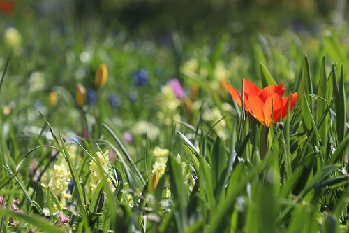 meadow  flowers  tulip