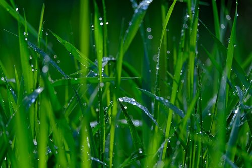 meadow  wet  raindrop