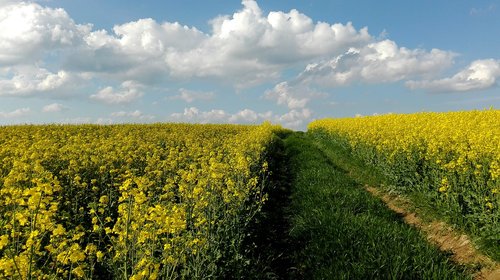 meadow  rapeseed  field