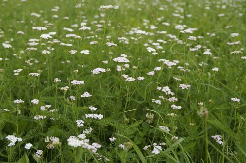 meadow grass summer