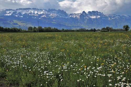 meadow  mountains  alpine