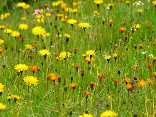 meadow wildflowers pointed flower