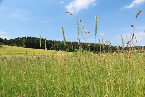 meadow grass forest