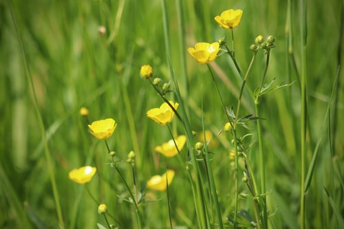 meadow  buttercup  flowers