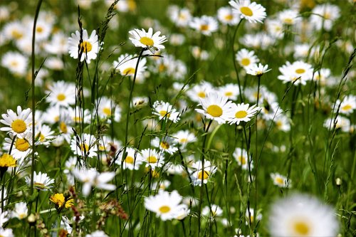meadow  daisies flowers  nature