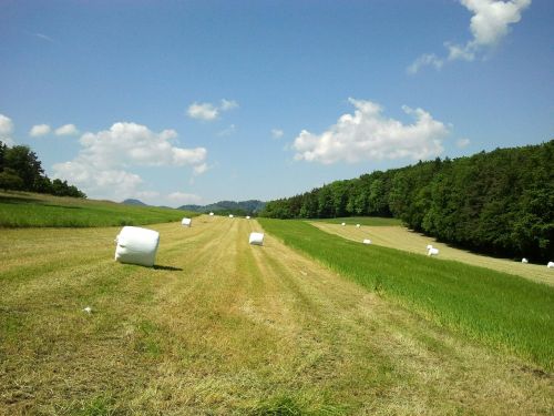 meadow summer nature