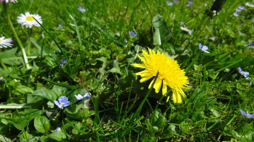 meadow dandelion garden