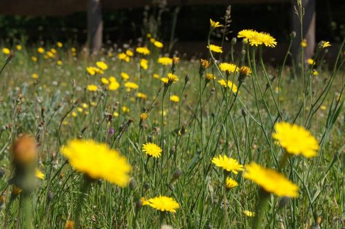 meadow flowers grass