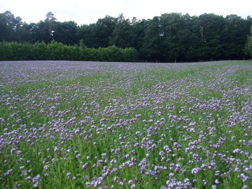 meadow flower meadow phacelia