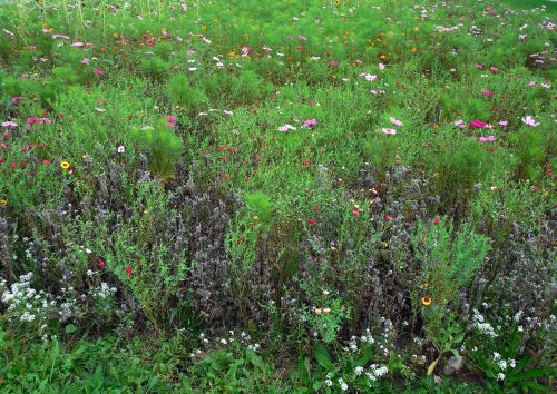 meadow flowers bloom