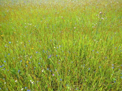 meadow flower meadow grass