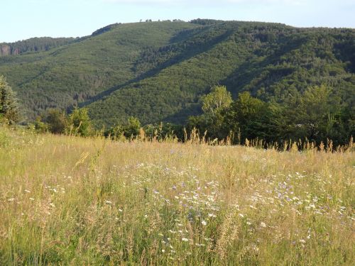 meadow hill trees