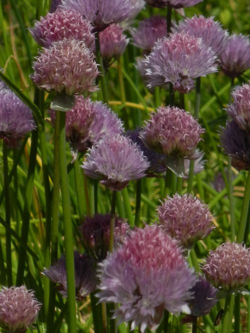 meadow flowers purple