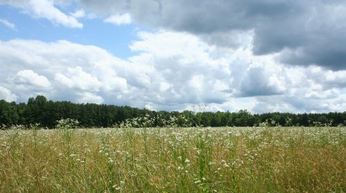 meadow storm clouds wild flowers