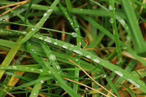 meadow grass blade of grass