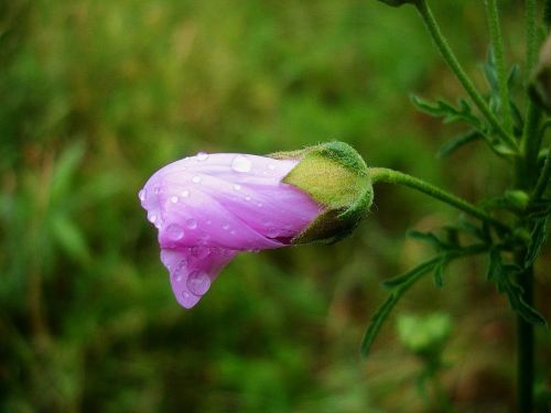 meadow bellflower close