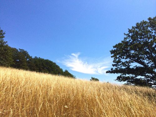 meadow field cloud