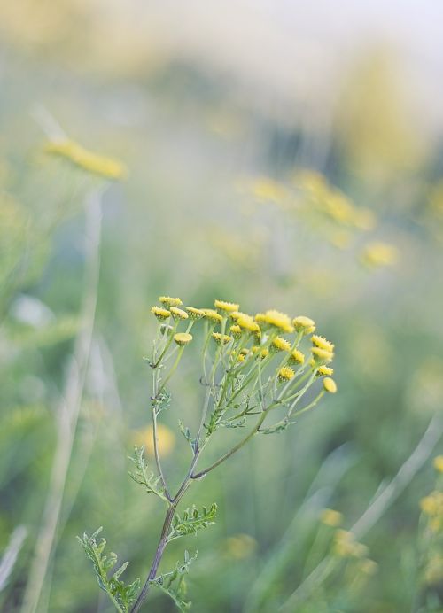 meadow flowers nature