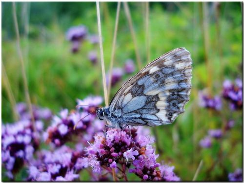 meadow butterfly close