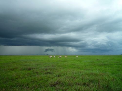 meadow cattle stormy