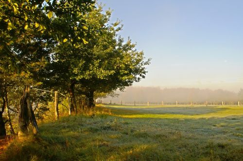 meadow grass nature