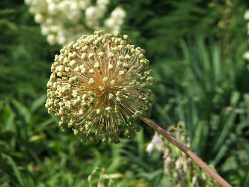 meadow flower nature