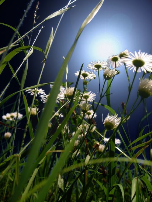 meadow daisies flower