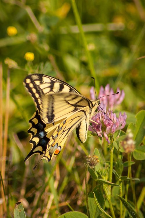 meadow butterfly macro